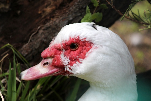油墨印制彩 油墨印制彩